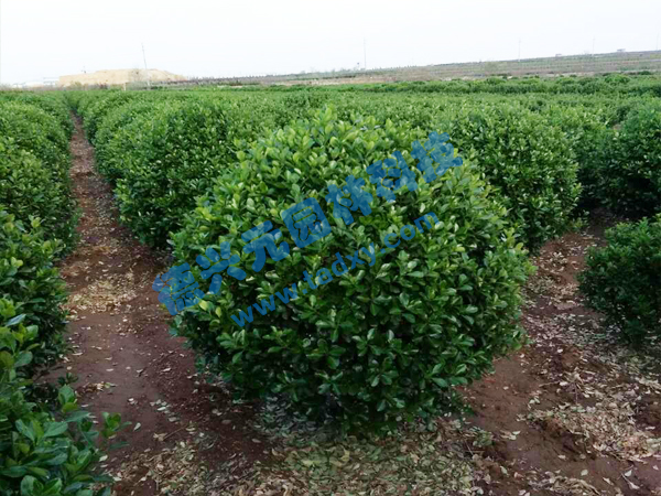 �c���鿴Ԕ��(x��)��Ϣ��(bi��o)�}�����~�S���� ��x�Δ�(sh��)��2579