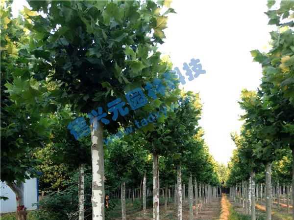 �c���鿴Ԕ��(x��)��Ϣ��(bi��o)�}����ͩ ��x�Δ�(sh��)��2420