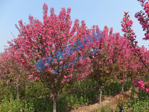 �c���鿴Ԕ��(x��)��Ϣ��(bi��o)�}������ ��x�Δ�(sh��)��2452