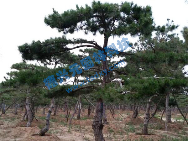 �c���鿴Ԕ��(x��)��Ϣ��(bi��o)�}������ ��x�Δ�(sh��)��2480