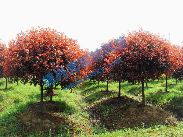 �c���鿴Ԕ��(x��)��Ϣ��(bi��o)�}���t�~ʯ骘� ��x�Δ�(sh��)��2723