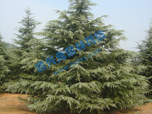 �c���鿴Ԕ����Ϣ���}��ѩ�� ��x�Δ�(sh��)��1965