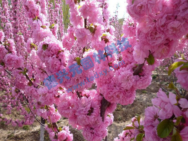 �c���鿴Ԕ����Ϣ���}���ѻ� ��x�Δ�(sh��)��2012