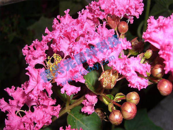 �c���鿴Ԕ����Ϣ���}����ޱ ��x�Δ�(sh��)��1860