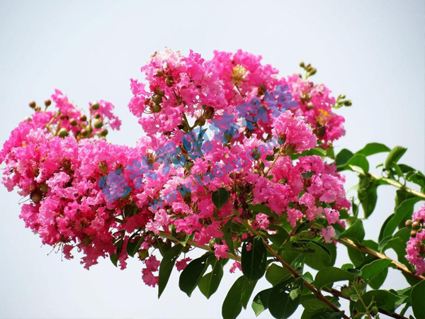 �c���鿴Ԕ����Ϣ���}����ޱ ��x�Δ�(sh��)��1959